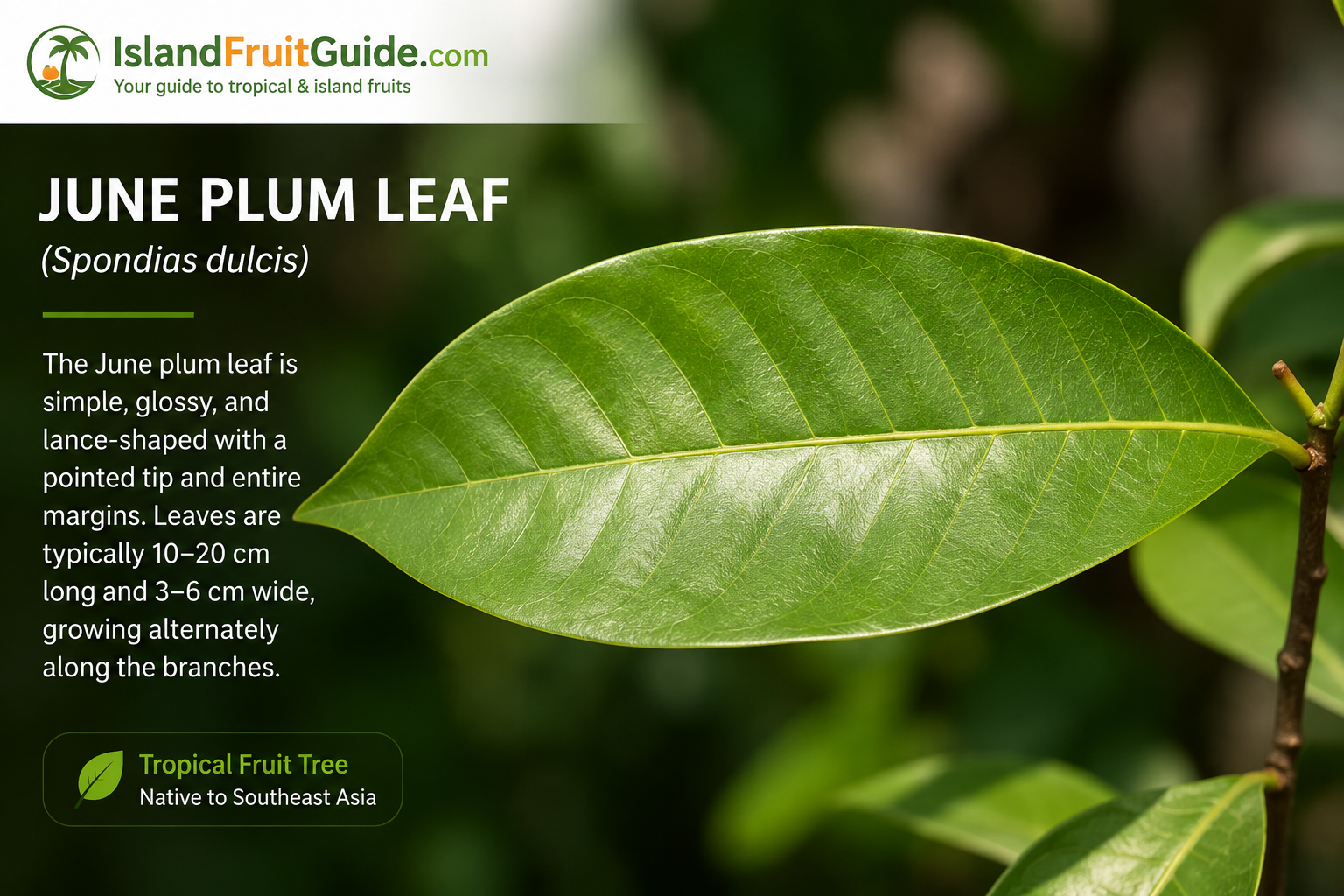 June Plum Leaf — Caribbean medicinal leaf — IslandFruitGuide