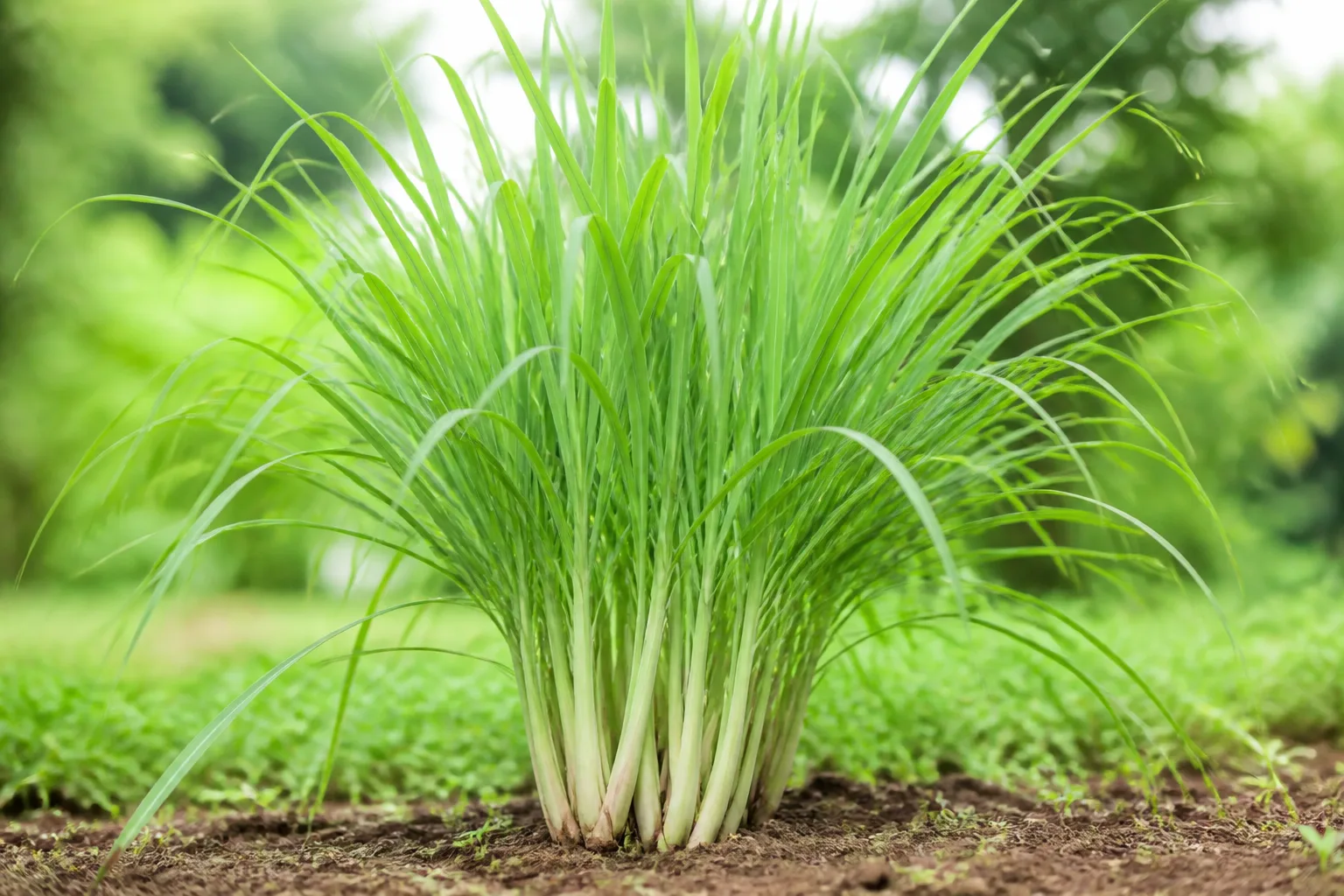 Lemon Grass — Caribbean medicinal leaf — IslandFruitGuide